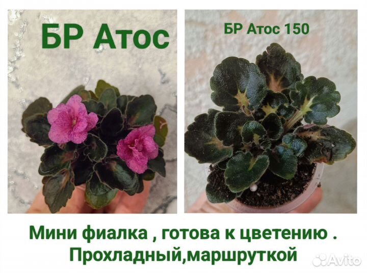 Фиалка,ромашка,ясколка,примула