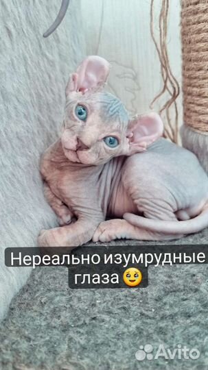 Канадский сфинкс