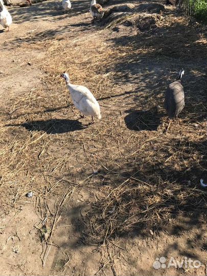 Домашние яйца гусиные, цицарки