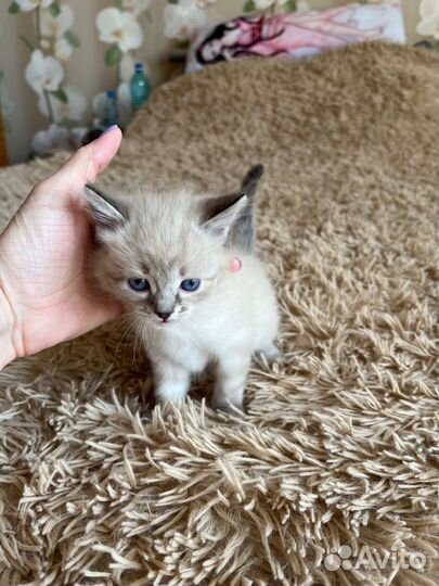 Кошки