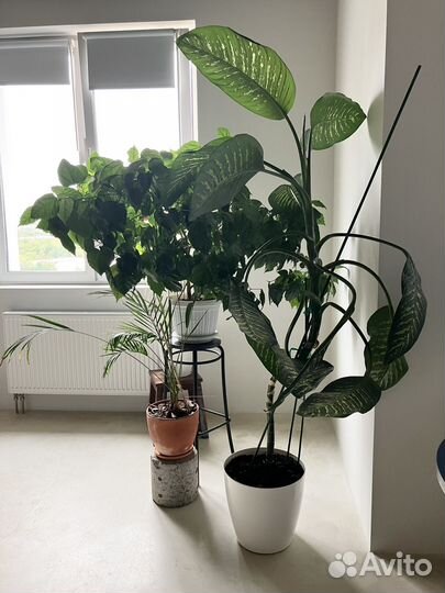 Диффенбахия около 2м. в высоту