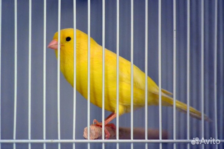 Клубные кенара