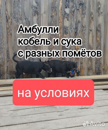 Амбулли щенки