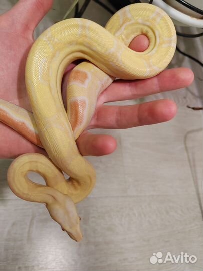 Императорский удав самка