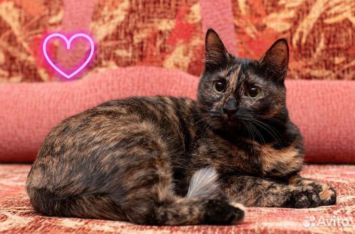 Агнесса в дар)