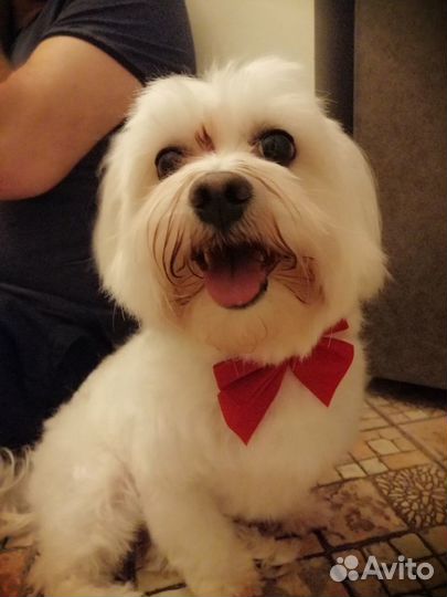 Вязка мальтезе