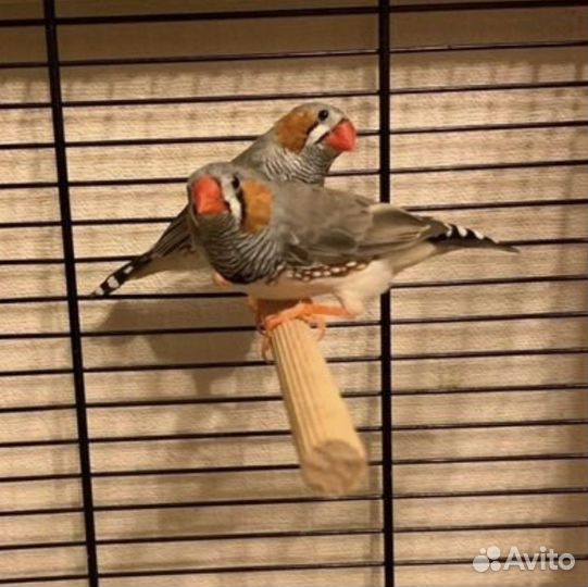 Зебровые амадины