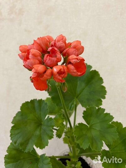 Пеларгония Red Pandora
