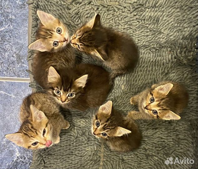 Котята в добрые руки