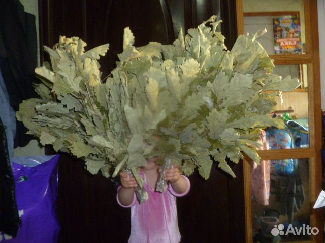 Дубовые веники для бани