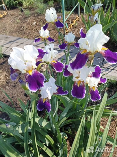 Ирисы