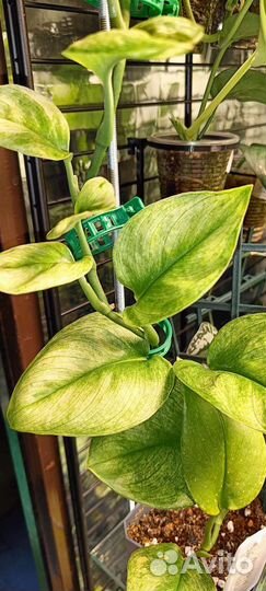 Сциндапсус Треби Мунлайт минт вар