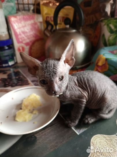 Донской сфинкс