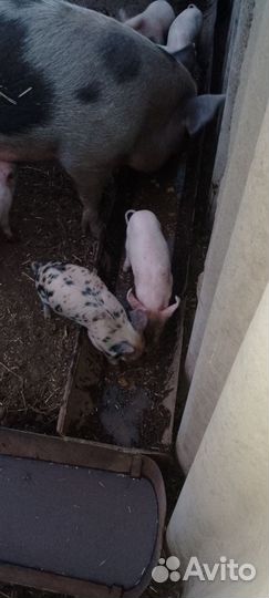 Поросята 2 мес