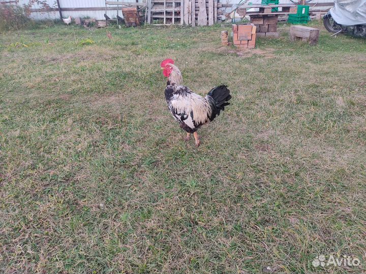 Куры Петух