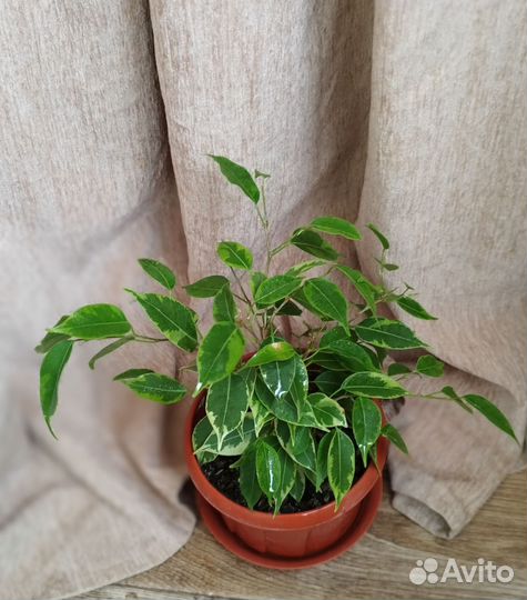 Фикусы Бенджамина