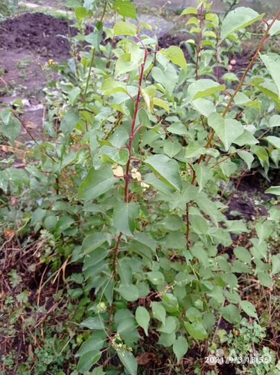 Саженцы абрикоса