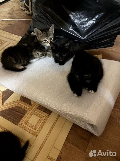 Котики в добрые руки