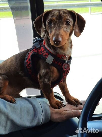 Вязка, такса