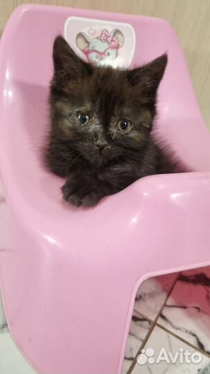 Кошка 2 мес