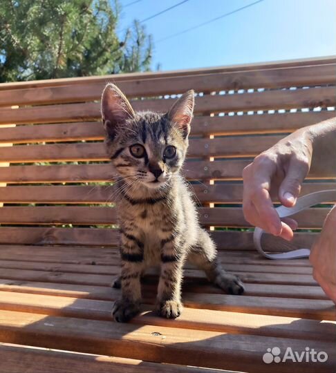 Котята отдам бесплатно