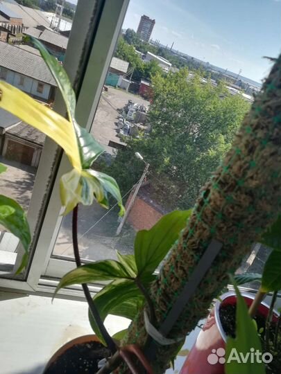 Филодендрон маска