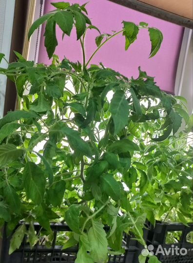 Рассада помидор и перцев