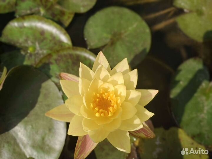 Нимфея Paranee