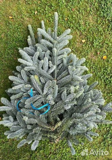 Лапник Нобилиса