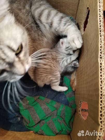 Котенок девочка в добрые руки