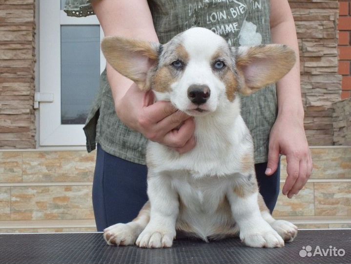 Вельш-корги кардиган мерле девочка