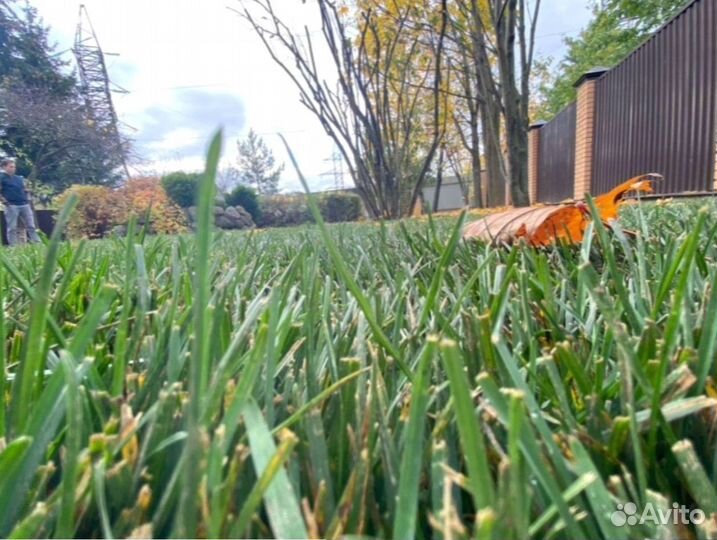 Рулонный газон 