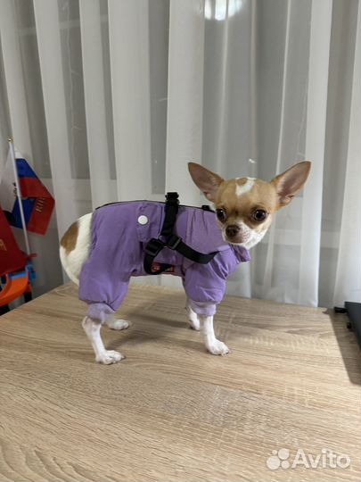 Комбинезон для маленькой собаки