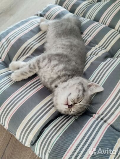 Котёнок девочка