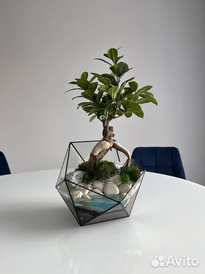 Флорариум Бонсай с водой