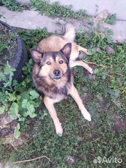 Собака в добрые руки отдам бесплатно