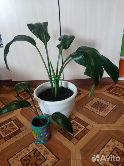 Лилия эухарис