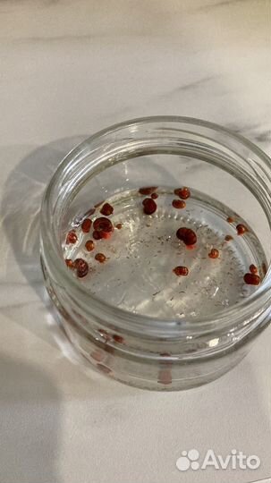 Улитки аквариумные бесплатно