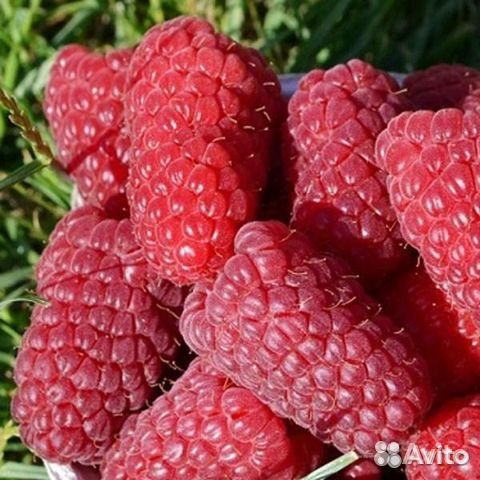 Саженцы малины