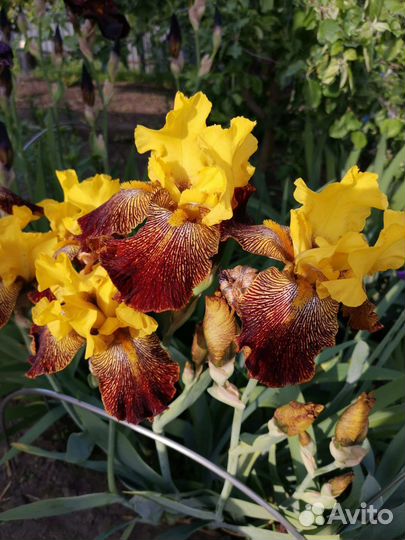 Ирисы бородатые сортовые