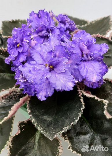 Фиалки сортовые