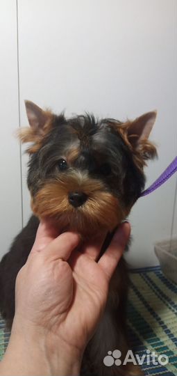 Йоркширский терьер