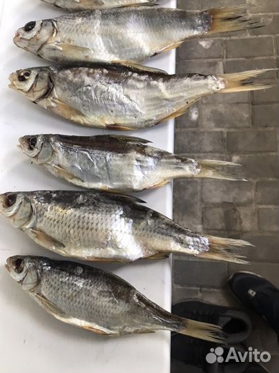 Продам вяленую рыбу воблу, чехонь