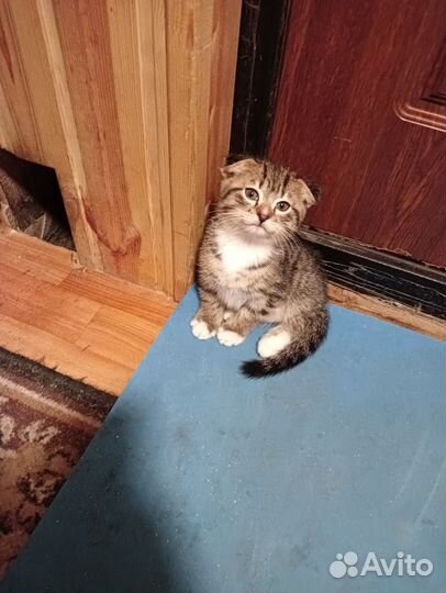 Кошка в дар
