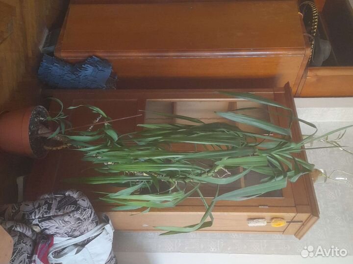 Пальма юкка 150 см