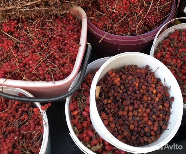 Ягода калина