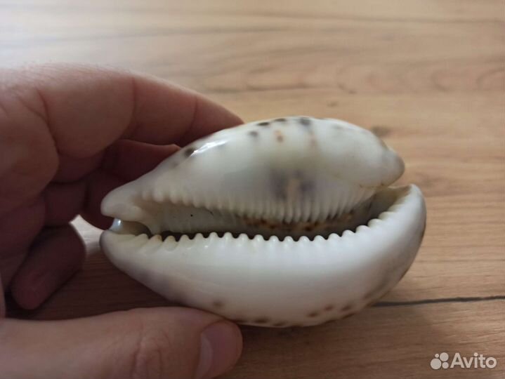 Морская раковина