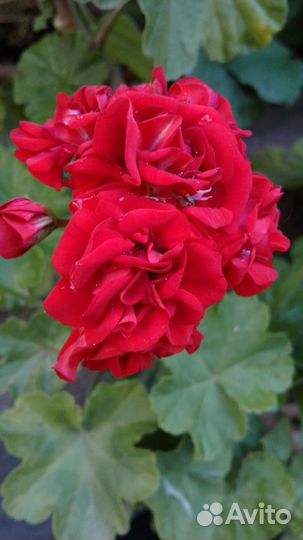 Плющелистные ампельные пеларгонии