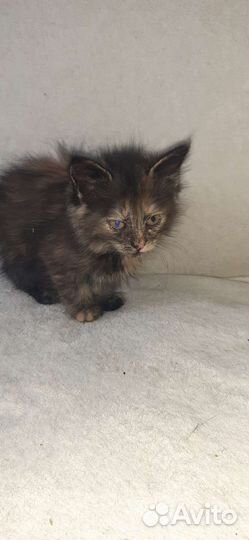 Котята 1,5 мес