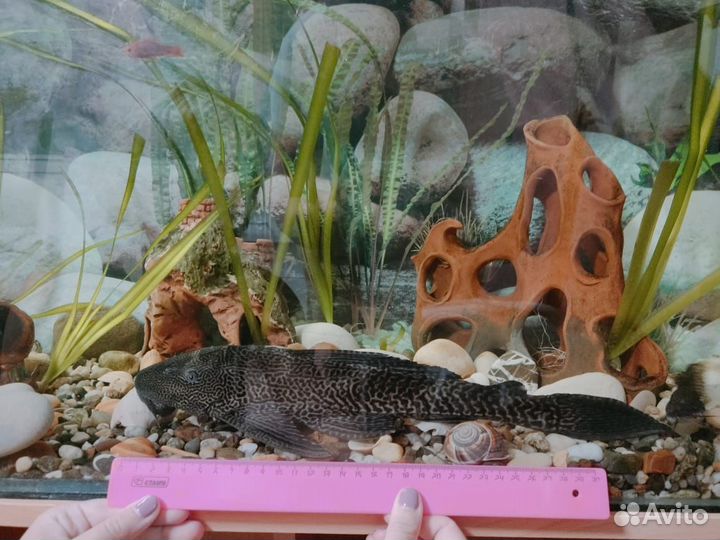 Парчовый сом Птеригоплихт